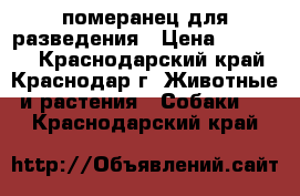 померанец для разведения › Цена ­ 30 000 - Краснодарский край, Краснодар г. Животные и растения » Собаки   . Краснодарский край